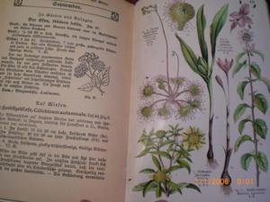 Taschenbuch einheimischer Pflanzen Bild 2