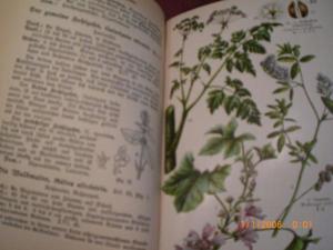 Taschenbuch einheimischer Pflanzen Bild 5