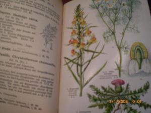 Taschenbuch einheimischer Pflanzen Bild 4