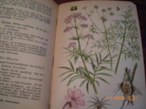 Taschenbuch einheimischer Pflanzen Bild 3