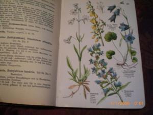 Taschenbuch einheimischer Pflanzen Bild 6