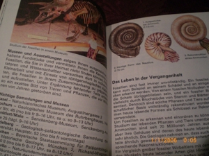 Fossilien Bild 5