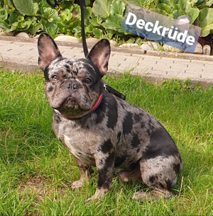 Französische Bulldogge Deckrüde