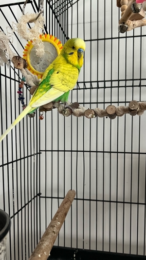 Vögel mit Käfig Bild 3