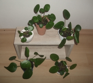 Ufopflanze Pilea peperomioides, Glückstaler Bauchnabelpflanze Bild 3
