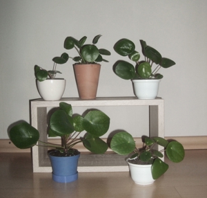 Ufopflanze Pilea peperomioides, Glückstaler Bauchnabelpflanze