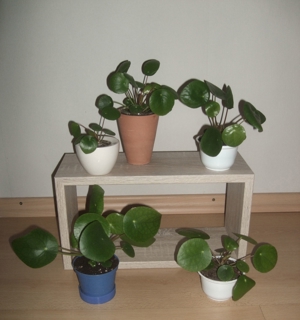 Ufopflanze Pilea peperomioides, Glückstaler Bauchnabelpflanze Bild 2