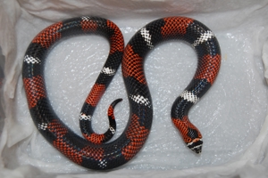 Hakennasennattern - Hognose - Heterodon Nasicus - Lystrophis Xenerodon pulcher Bild 6