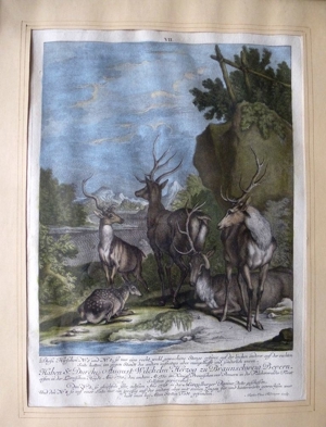 Dachbodenfund 2 x Martin Elias Ridinger 1730 - 1781originale Bild 7