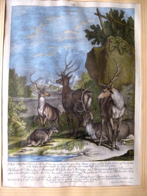 Dachbodenfund 2 x Martin Elias Ridinger 1730 - 1781originale Bild 8
