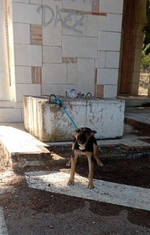 RAVI - fröhlicher, aufgeschlossener Hundejunge wünscht sich ein liebevolles Zuhause Bild 3