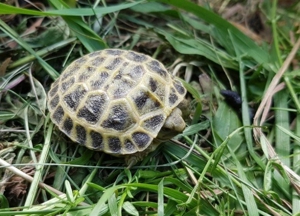 Steppenschildkröten Nachzucht 2023 aus herpesfreiem Bestand