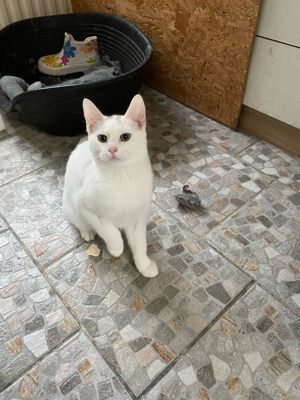 1kleine weißen Kätzchen suchen ein neues zu Hause Bild 1