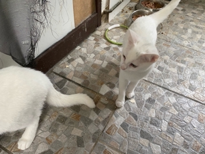 1kleine weißen Kätzchen suchen ein neues zu Hause Bild 3