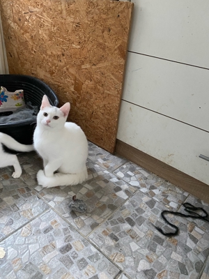 1kleine weißen Kätzchen suchen ein neues zu Hause Bild 4