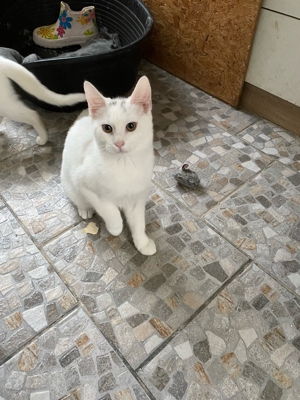 1kleine weißen Kätzchen suchen ein neues zu Hause Bild 2