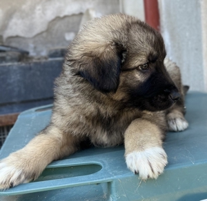 Hagan, geb. ca. 03/2023, lebt in GRIECHENLAND, im städt. Tierheim Serres Bild 5