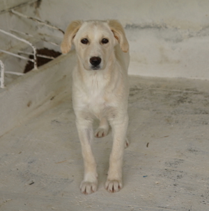 Hamilton, geb. ca. 01 2023, lebt in GRIECHENLAND, auf einer privaten Pflegestelle Bild 6