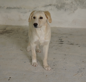 Hamilton, geb. ca. 01 2023, lebt in GRIECHENLAND, auf einer privaten Pflegestelle Bild 7