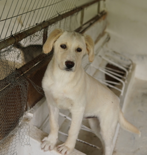 Hamilton, geb. ca. 01 2023, lebt in GRIECHENLAND, auf einer privaten Pflegestelle Bild 2