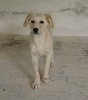 Hamilton, geb. ca. 01 2023, lebt in GRIECHENLAND, auf einer privaten Pflegestelle Bild 8