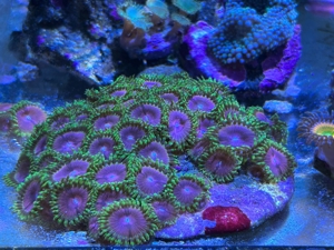 Zoanthus Fake chilli Meerwasser Koralle Bild 2