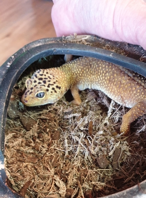 1 Pärchen Leopardgeckos 6 1 2 Jahre Alt