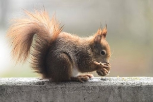 Nüsschen für Eichhörnchen zur Winterfütterung abzugeben Bild 5