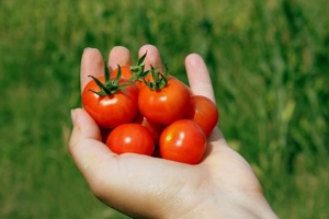Tomaten-Dünger, ökologischer Bio-Dünger (gesundes Pflanzenwachstum) Bild 8