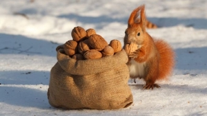 Nüsschen für Eichhörnchen zur Winterfütterung abzugeben Bild 8