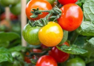 Tomaten-Dünger, ökologischer Bio-Dünger (gesundes Pflanzenwachstum) Bild 7