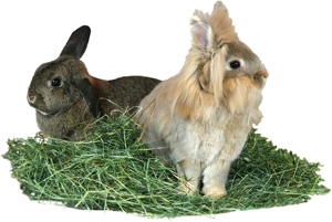 Kräuterheu, gesundes Heu in Tüten für Kaninchen & Meerschweinchen Bild 2