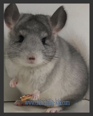 **Chinchilla Babys**