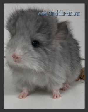 **Chinchilla Babys**