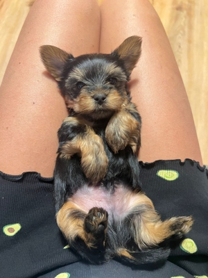 Yorkshire Terrier Dekrüde Bild 9