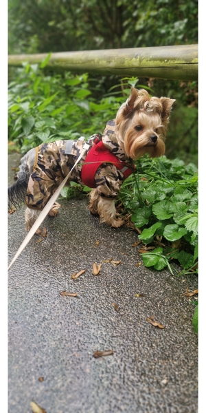 Yorkshire Terrier Dekrüde