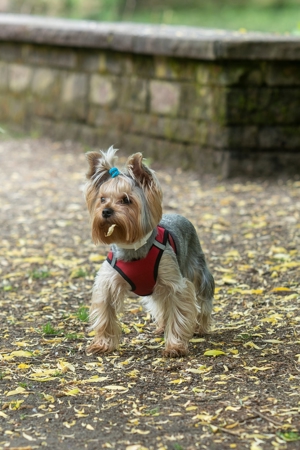 Yorkshire Terrier Dekrüde Bild 4