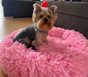 Yorkshire Terrier Dekrüde Bild 6