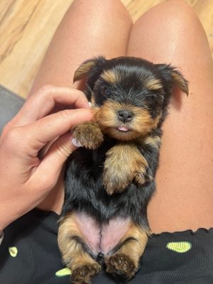 Yorkshire Terrier Dekrüde Bild 7