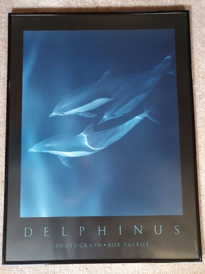 Poster mit Rahmen Delphin