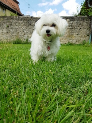 malteser deckrüde Bild 3