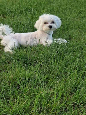 malteser deckrüde Bild 6