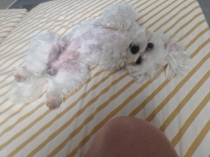 malteser deckrüde Bild 4