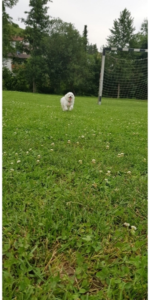 malteser deckrüde Bild 5