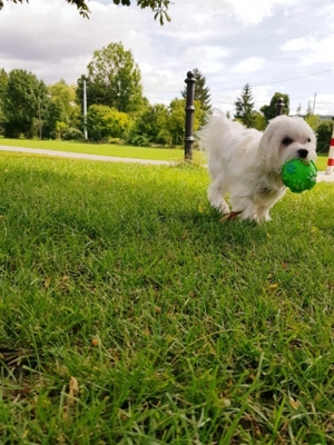 malteser deckrüde Bild 7