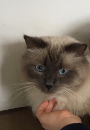 Heiliger Birma Deckkater Bild 4