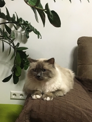 Heiliger Birma Deckkater Bild 3