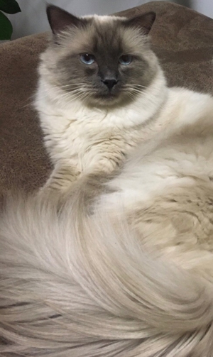 Heiliger Birma Deckkater Bild 5