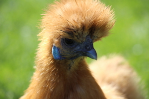 Zwergseidenhühner HENNEN Zwergseidis Weiblich Bild 1