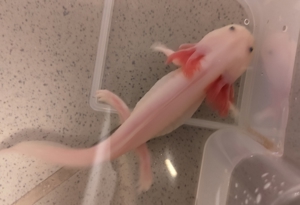 Axolotl weiß 